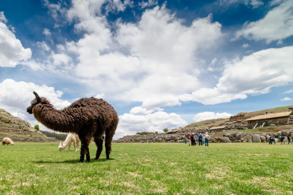 llamas
