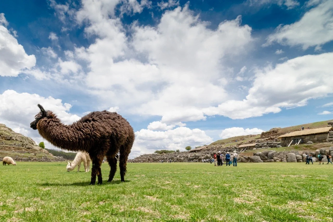 llamas